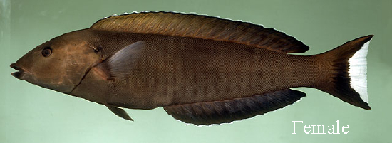  Hologymnosus annulatus (Ring Wrasse)